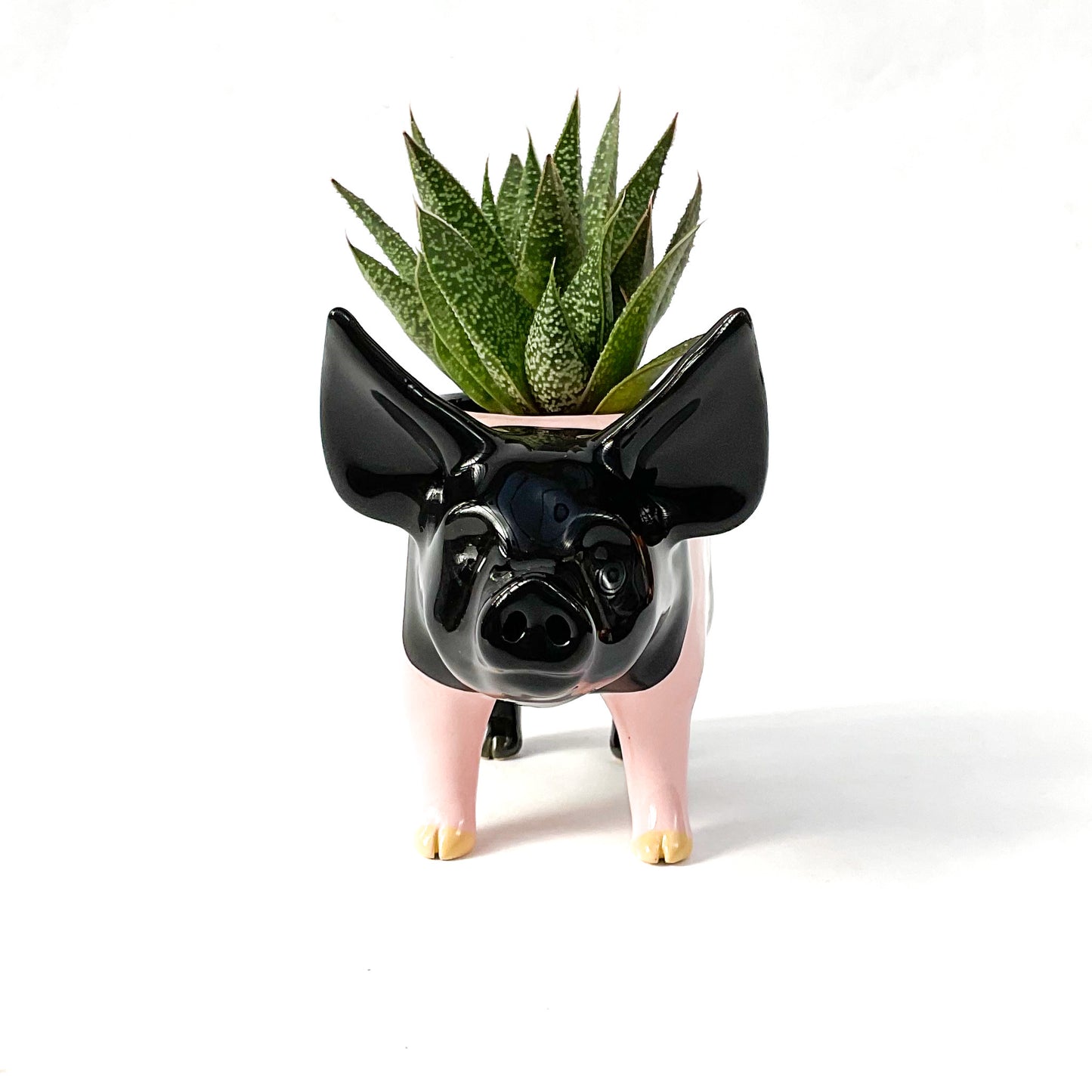 Hampshire Pig Pot - Ceramic Pig Planter