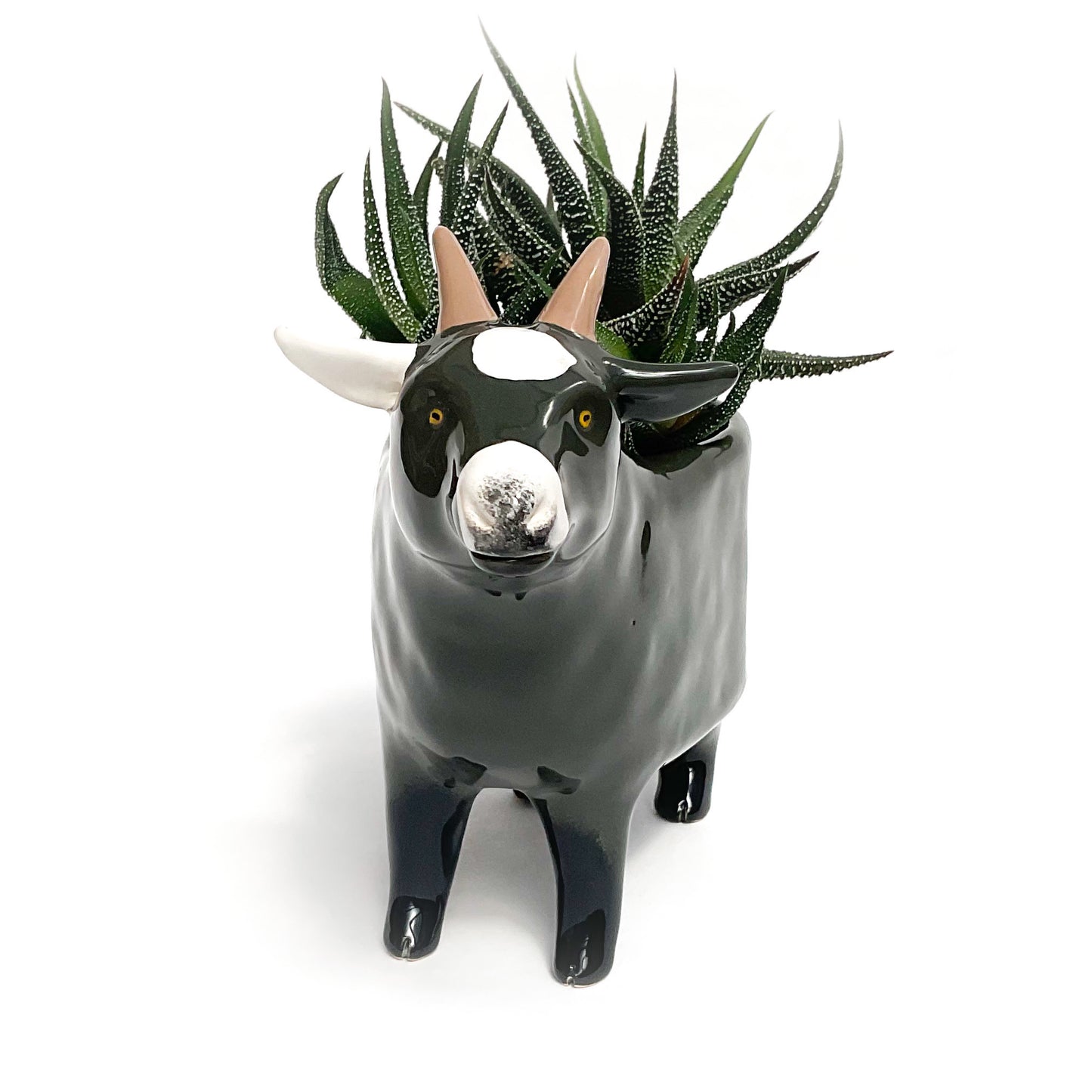 Dark Grey Pygmy Goat Pot