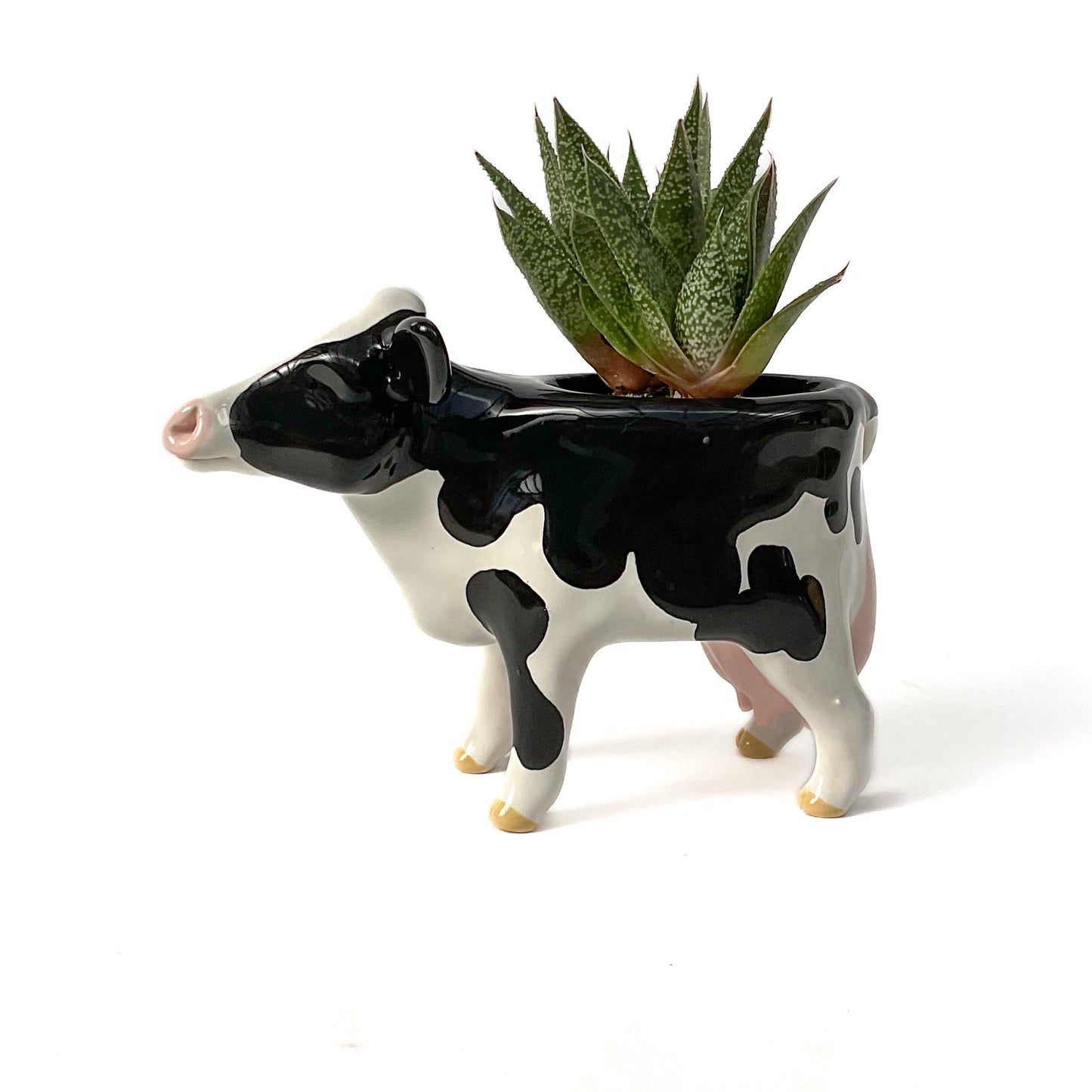 Holstein Friesian Cow Pot