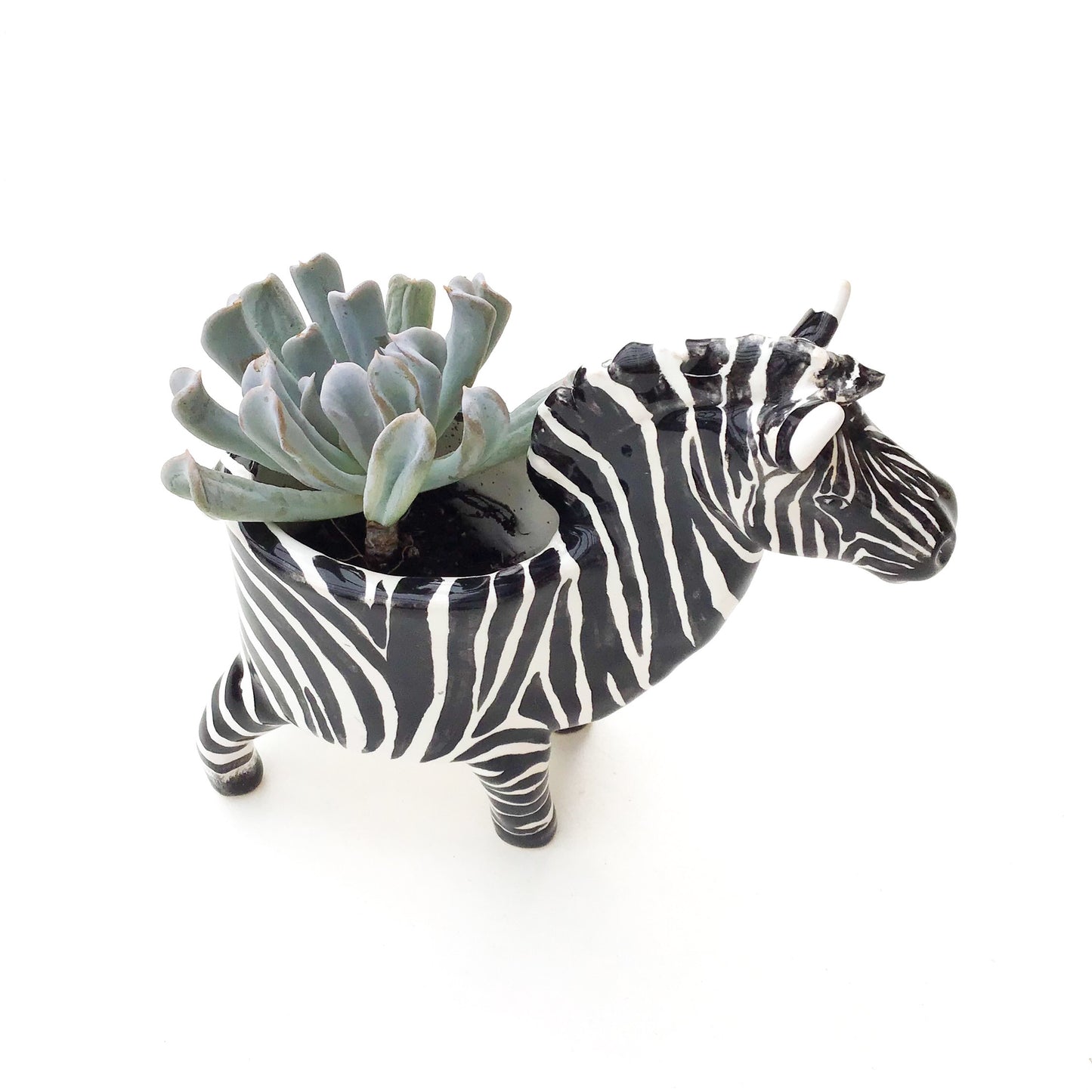 Zebra Planter - Zebra Succulent Pot