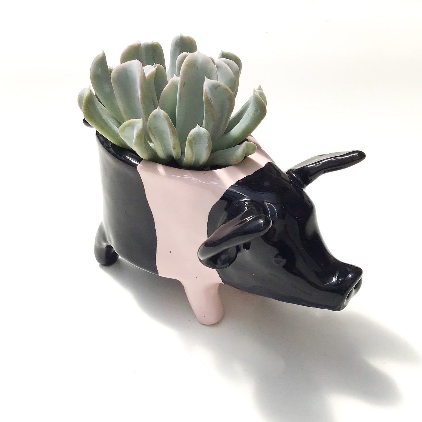 Hampshire Pig Pot - Ceramic Pig Planter