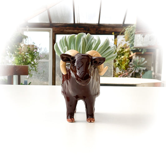 Brown Sheep Pot - Ceramic Sheep Planter