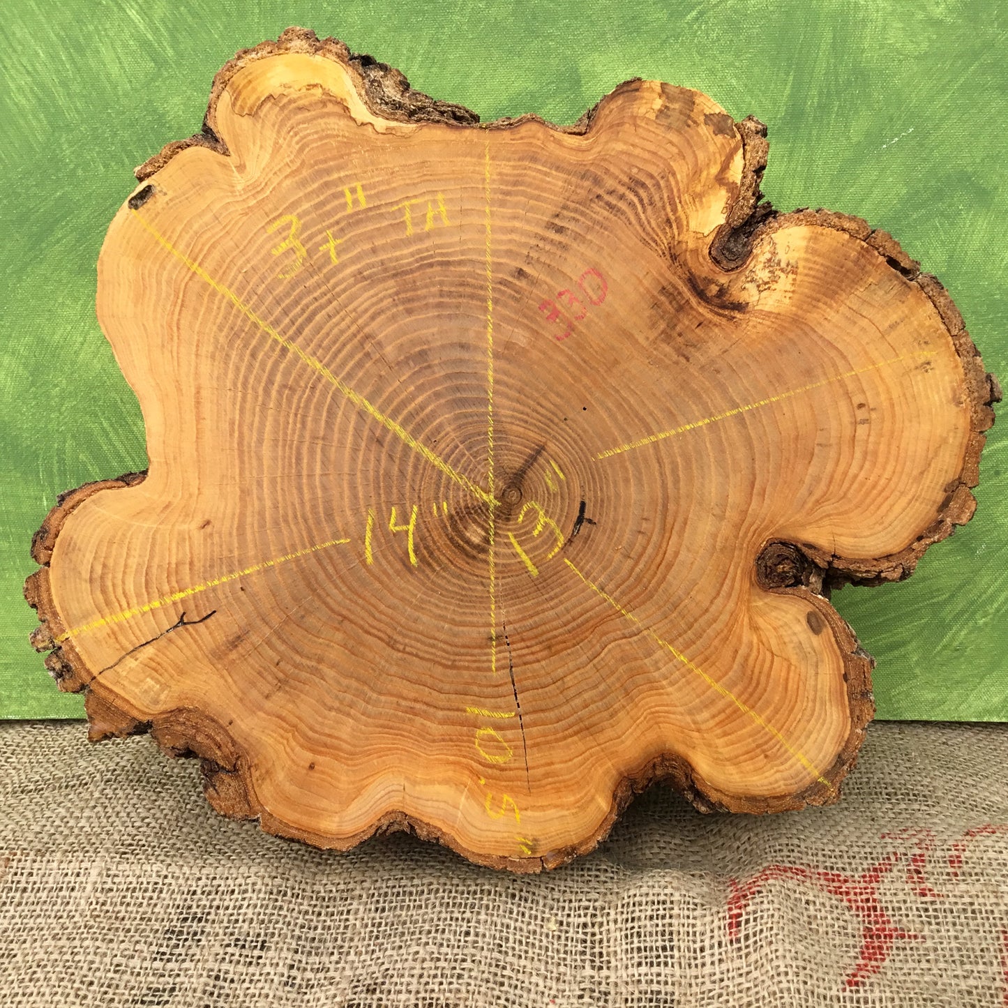 Lightly Spalted Ash Wood Cross Section - Live Edge Wood Slice - 10.5"-14" x 3+"