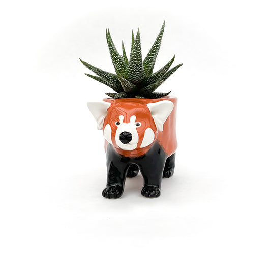 Red Panda Pot - Ceramic Red Panda Bear Planter