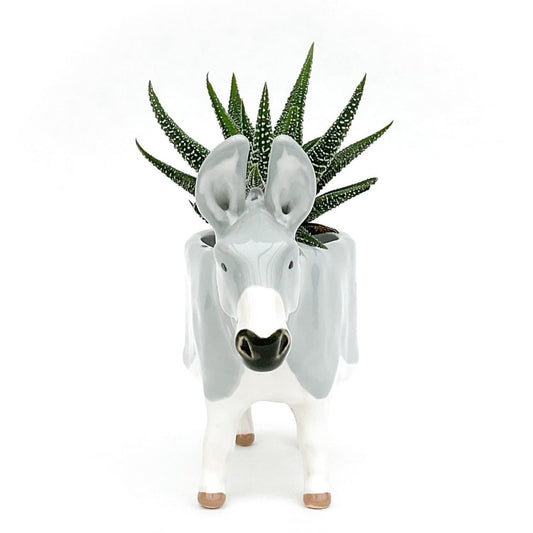 Miniature Mediterranean Donkey Planter