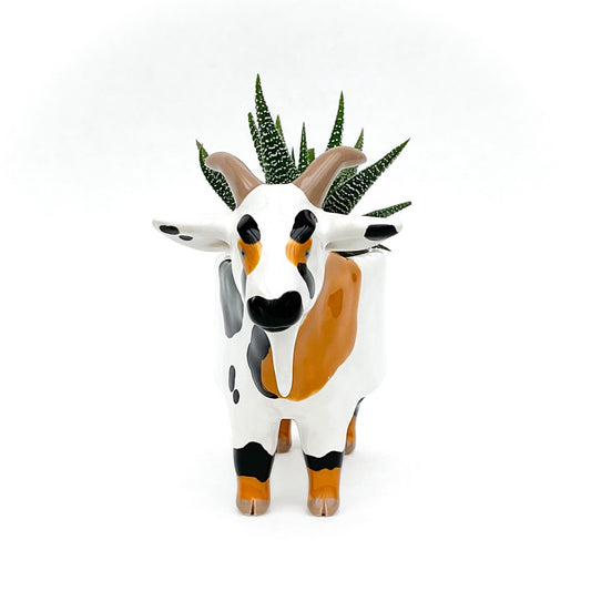 Black and Brown Pygmy Goat Pot