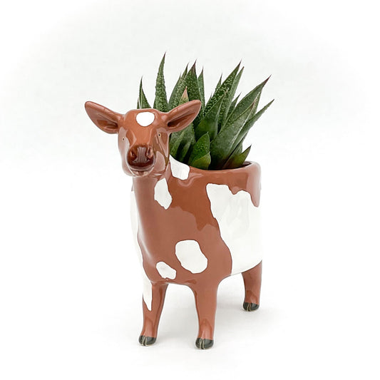 Spotted Nigerian Dwarf Goat Pot