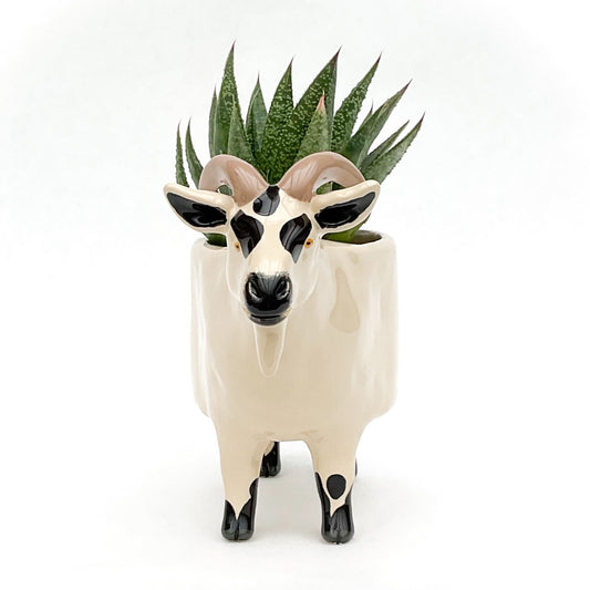 Black & Tan Pygmy Goat Pot